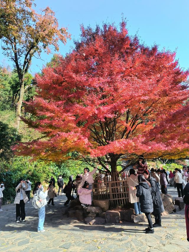 嶽麓山楓葉紅於二月紅