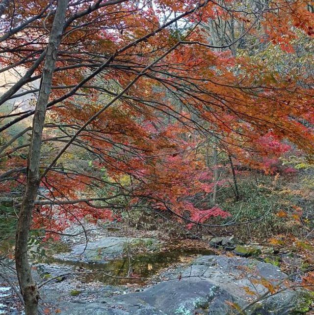 秋天韓國內藏山賞楓