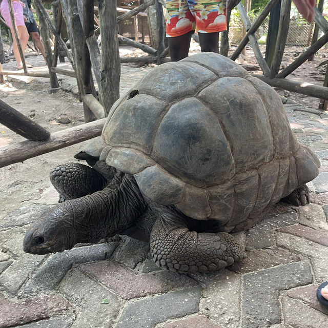 The old tortoise sanctuary in Zanzibar 