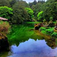 【嘉義】阿里山壯麗日出，神木群步道，親子遊8月好去處2024