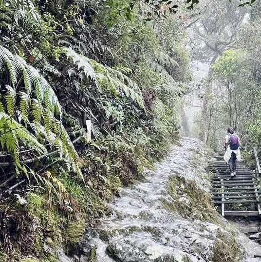 "Exploring the Enchanting Forest Views of Mount Kinabalu"