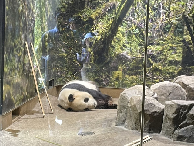 【東京】上野動物園🐘