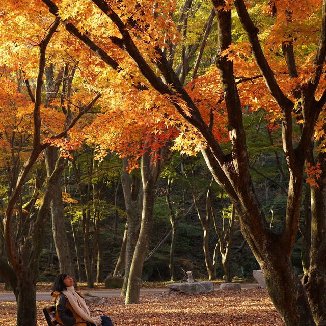 Autumn in Naejangsan – The Season of Yellow and Red