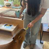 カピバラと猫の同時に触れ合える！とっても綺麗でおすすめな動物カフェ＜吉祥寺＞