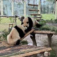 🔥來重慶動物園看熊貓寶寶了🐼🍼❤️