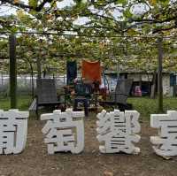 Grape picking with afternoon tea