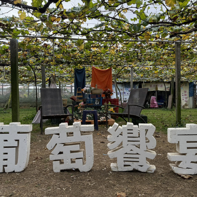 Grape picking with afternoon tea