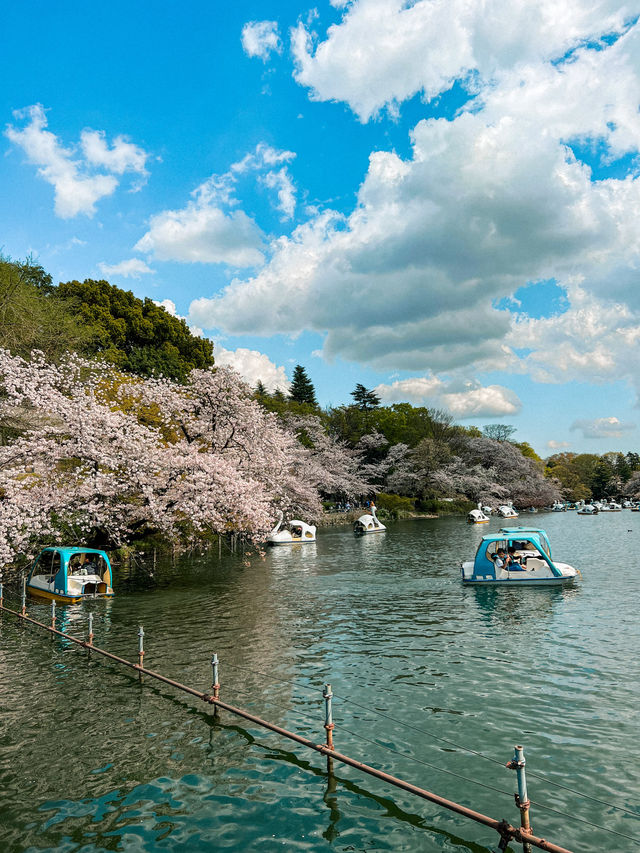 Tokyo: Best Cherry Blossom Photo Locations (Part 2) 🇯🇵