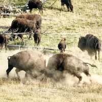 Top tips to spot wildlife in Yellowstone National Park 🦬