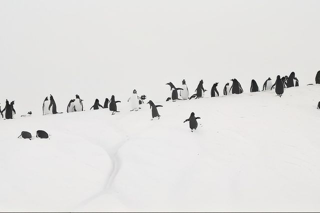 企鵝家園——庫佛維爾島 Cuverville Island