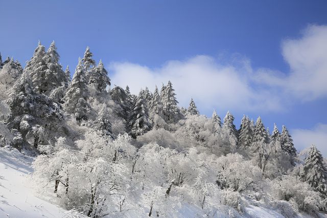 神農架霧凇枝頭醉遊人，邂逅你的冰雪奇緣