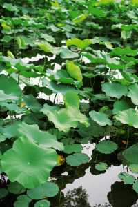 浪漫泸州｜藏在忠山公園的松弛感