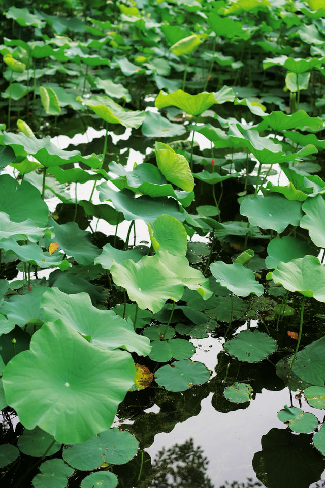 浪漫泸州｜藏在忠山公園的松弛感