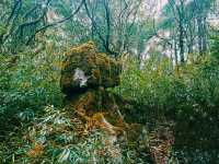 Magic Stone Forest Hiking Path