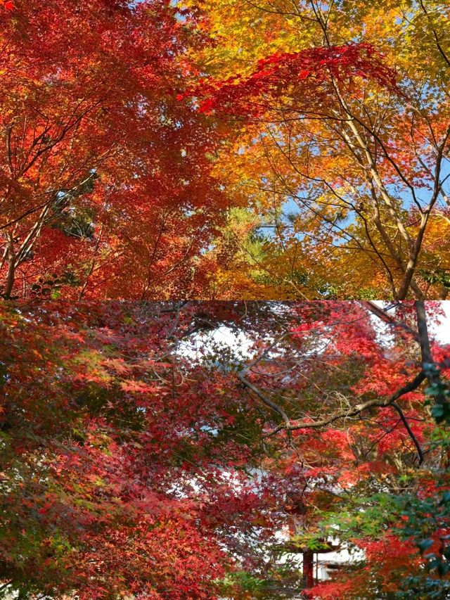 目前京都楓葉最紅的地方！！