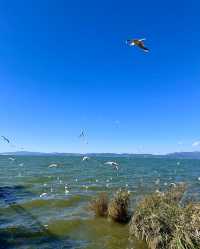 撈魚河濕地公園，邂逅海鷗，暢享天然氧吧