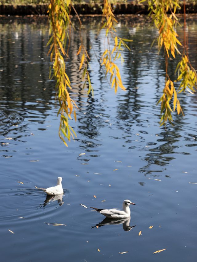 昆明翠湖公園：觀鷗帶娃 Trip Moments 好地方！