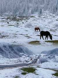 重慶武隆仙女山冰雪夢幻遊攻略。
❄️❄️常見問題答疑❓