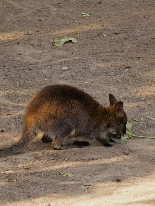 冬季反向目的地特色旅行好去處（附長隆動物園攻略）