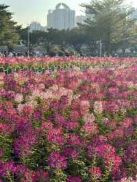 廣州本年度最好看的花海來啦