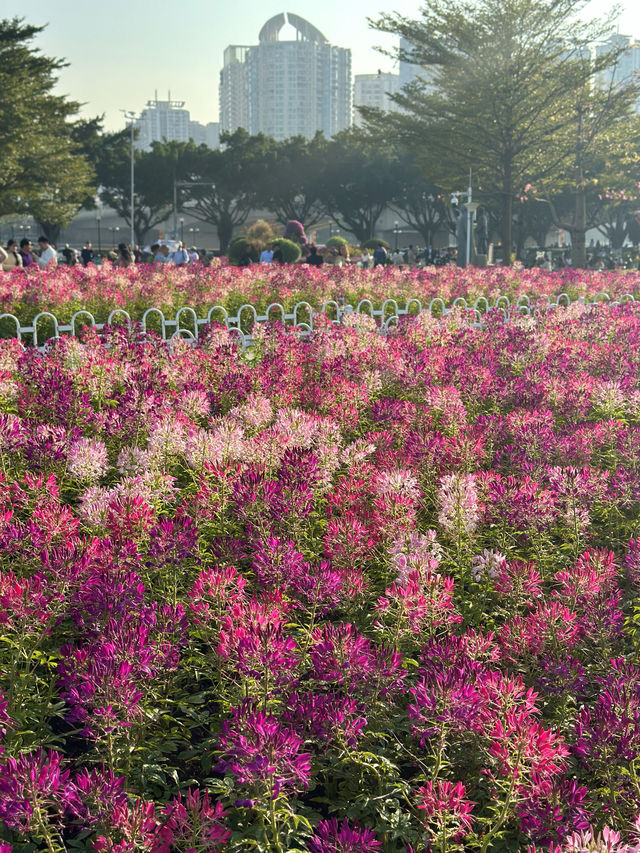 廣州本年度最好看的花海來啦