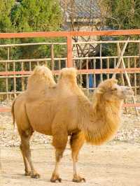 冬季反向遊 | 附上海野生動物園互動遊玩攻略