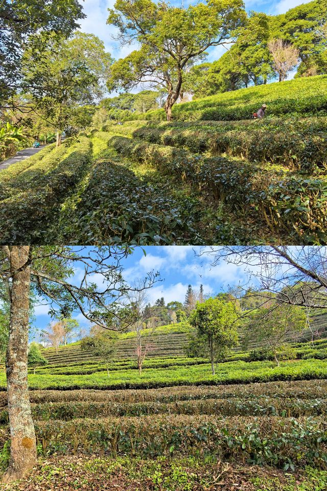 中華普爾茶博覽園