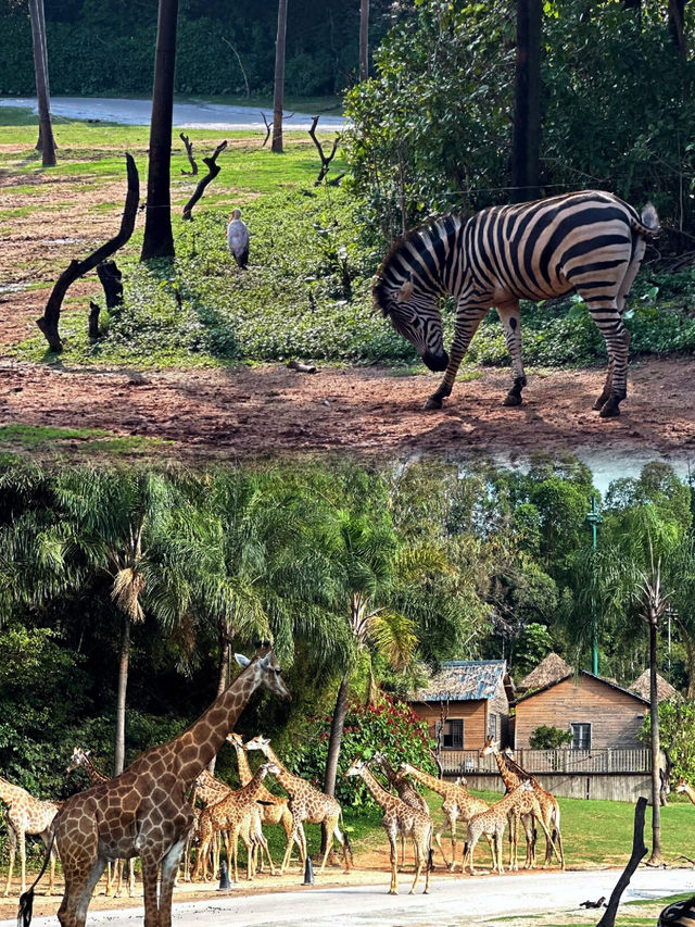 去長隆野生動物世界，怎麼規劃路線才能一天內看遍熱門動物？