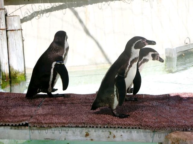 Inokashira Park Zoo