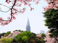 🌸 Cherry blossom bliss! 🌸