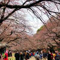 東京景點｜巧遇櫻花盛開~東京賞櫻勝地上野恩賜公園