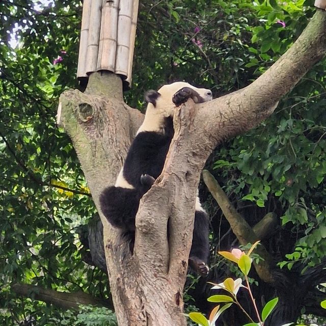 "Chengdu Chronicles: Unveiling the Heart of China's Southwest"