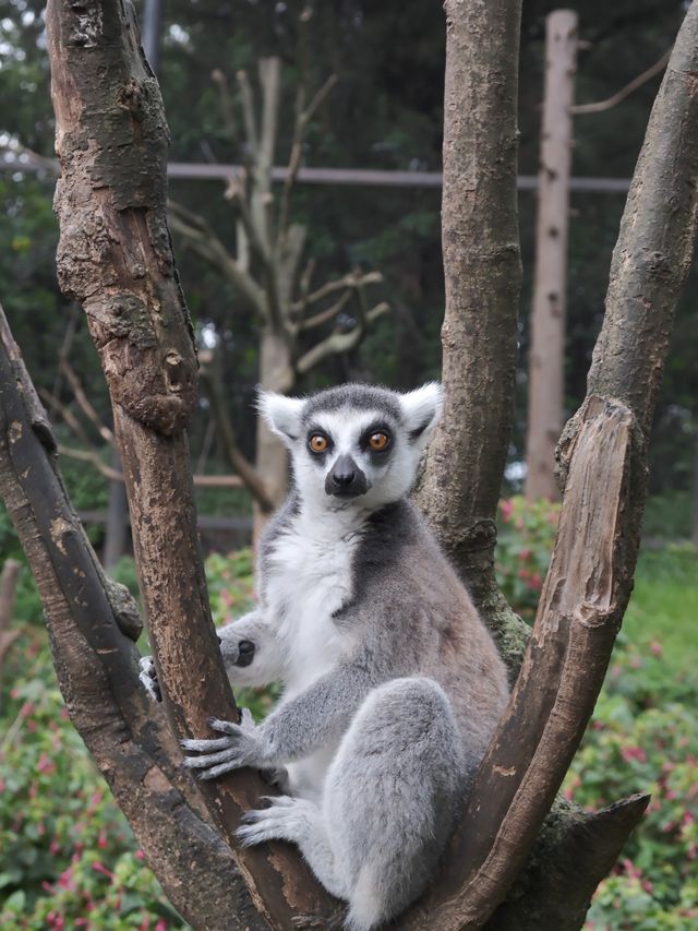 在雲南野生動物園拍到人生照片，真的不是非洲