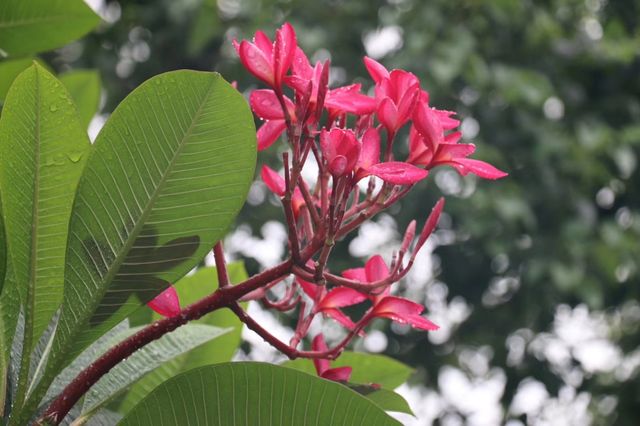 花花世界，賞心悅目~~廣州人民公園。