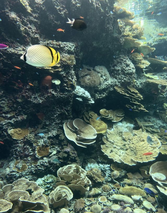 終於去到小新同款水族館啦！