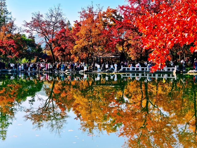 蘇州天平山滿目紅葉驚艷眼球