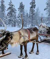 Discover Finland's Winter Wonderland with Santa Claus