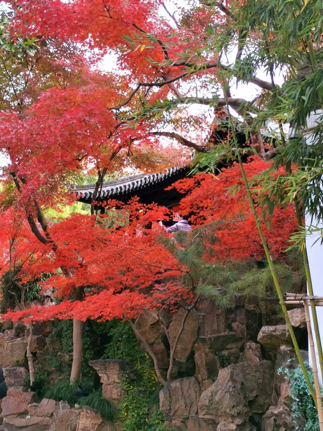 四季假山秋山艷一一個園