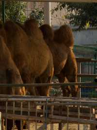 冬季反向遊 | 附上海動物園互動遊玩攻略