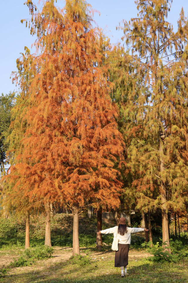 落羽杉季節至少要來拍完這個公園才沒有遺憾