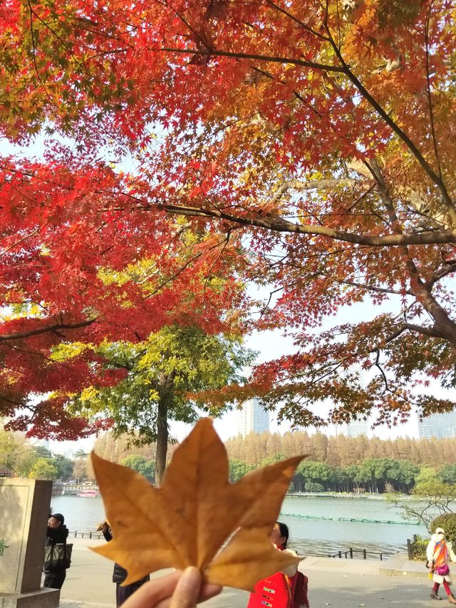 一園盡賞秋——玄武湖公園來南京市民公園感受生命力