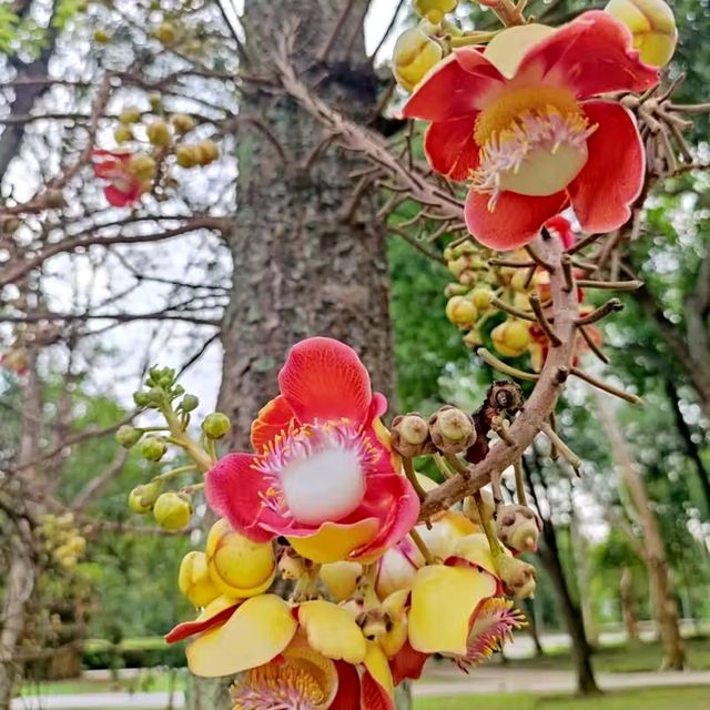 🇲🇾 Blooming Beauty: A Vibrant Floral Display at Taman Tasik Cyberjaya