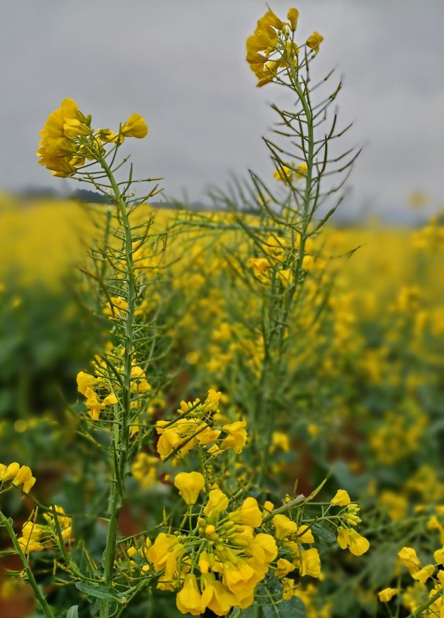 羅平油菜花