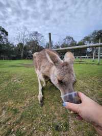 野生動物奇遇記，Pearcedale月光之旅野生動物保護園