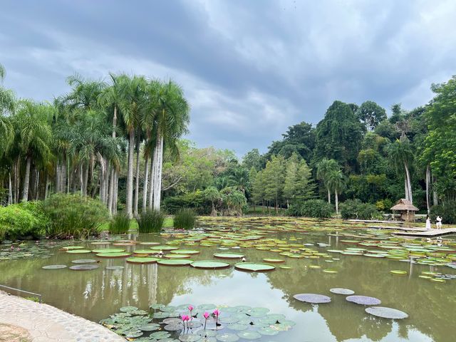 西雙版納中科院植物園——熱帶雨林。