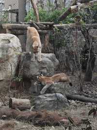 南京紅山動物園 | 誰還不知道動物園免費啦。