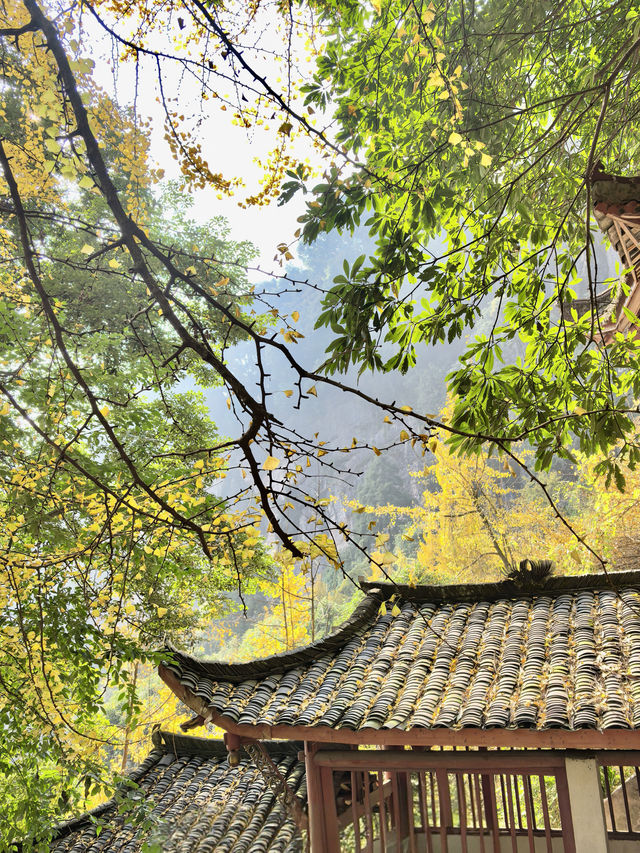 成都周邊｜徒步賞千年古寺 品千年銀杏雨