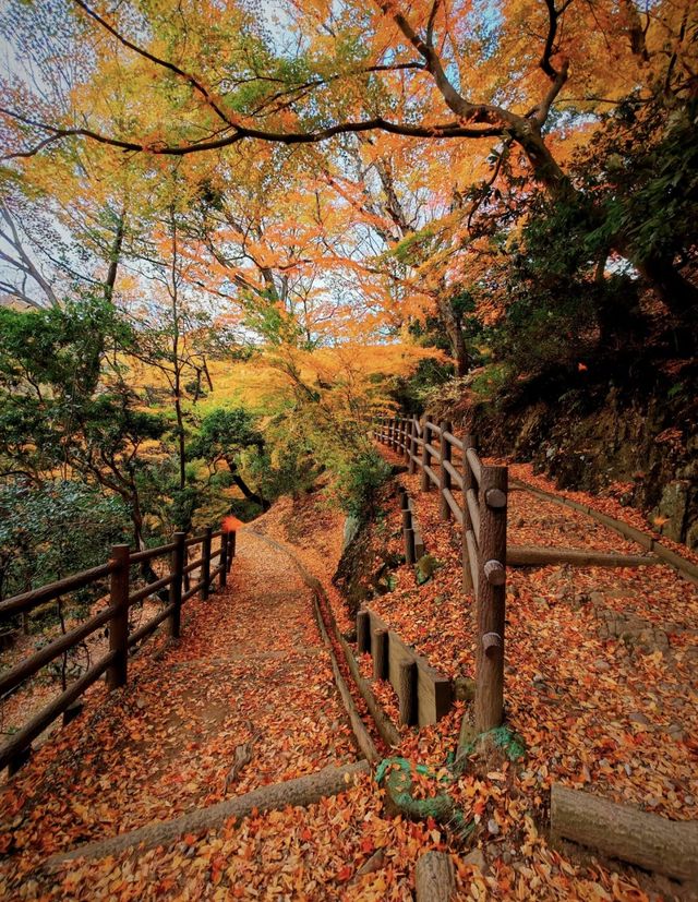 奈良若草山，令人心動的落葉。。