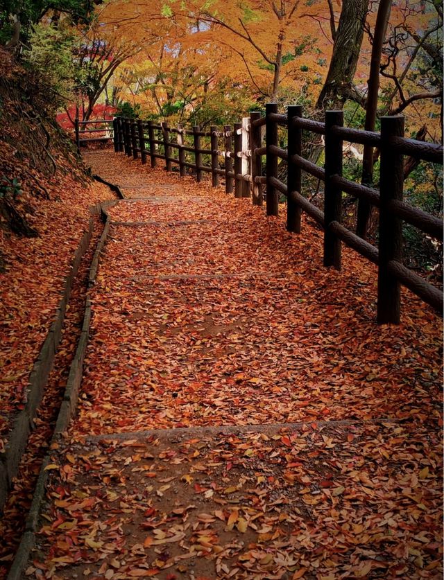 奈良若草山，令人心動的落葉。。