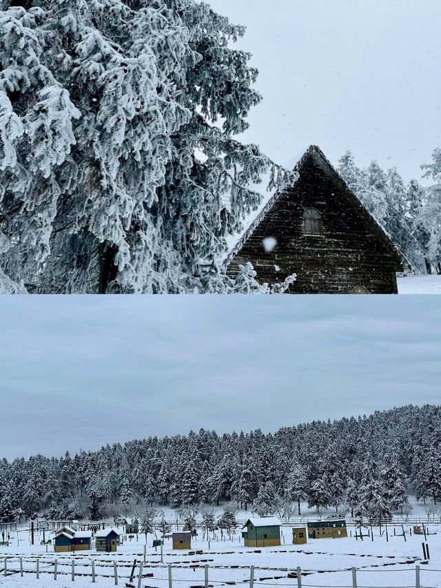 12月10日 重慶仙女山下雪啦！（攻略版）